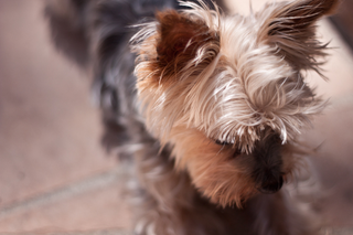 Illustration for article titled Shooting Challenge Pets Gallery 1